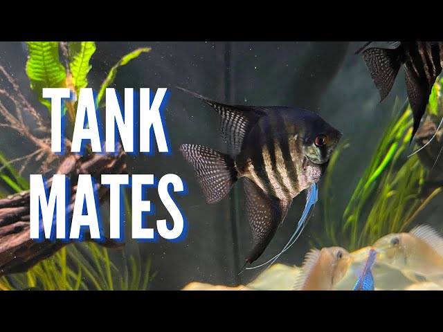 Smart Ways to Optimize Neon Tetra Tank Size for a Healthy Escape