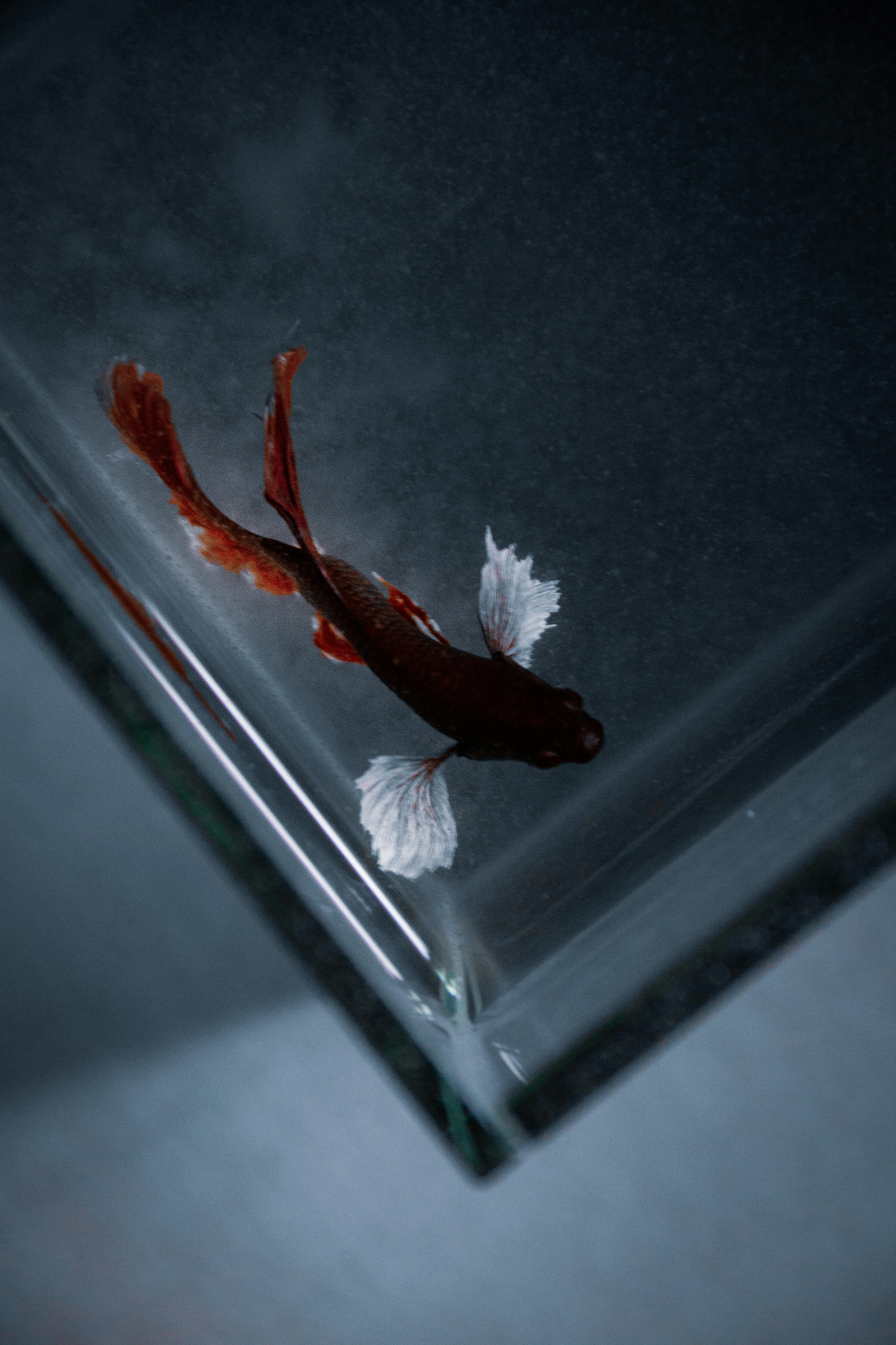 Essential Guide to Top 7 Unique Aquarium Designs for 2025