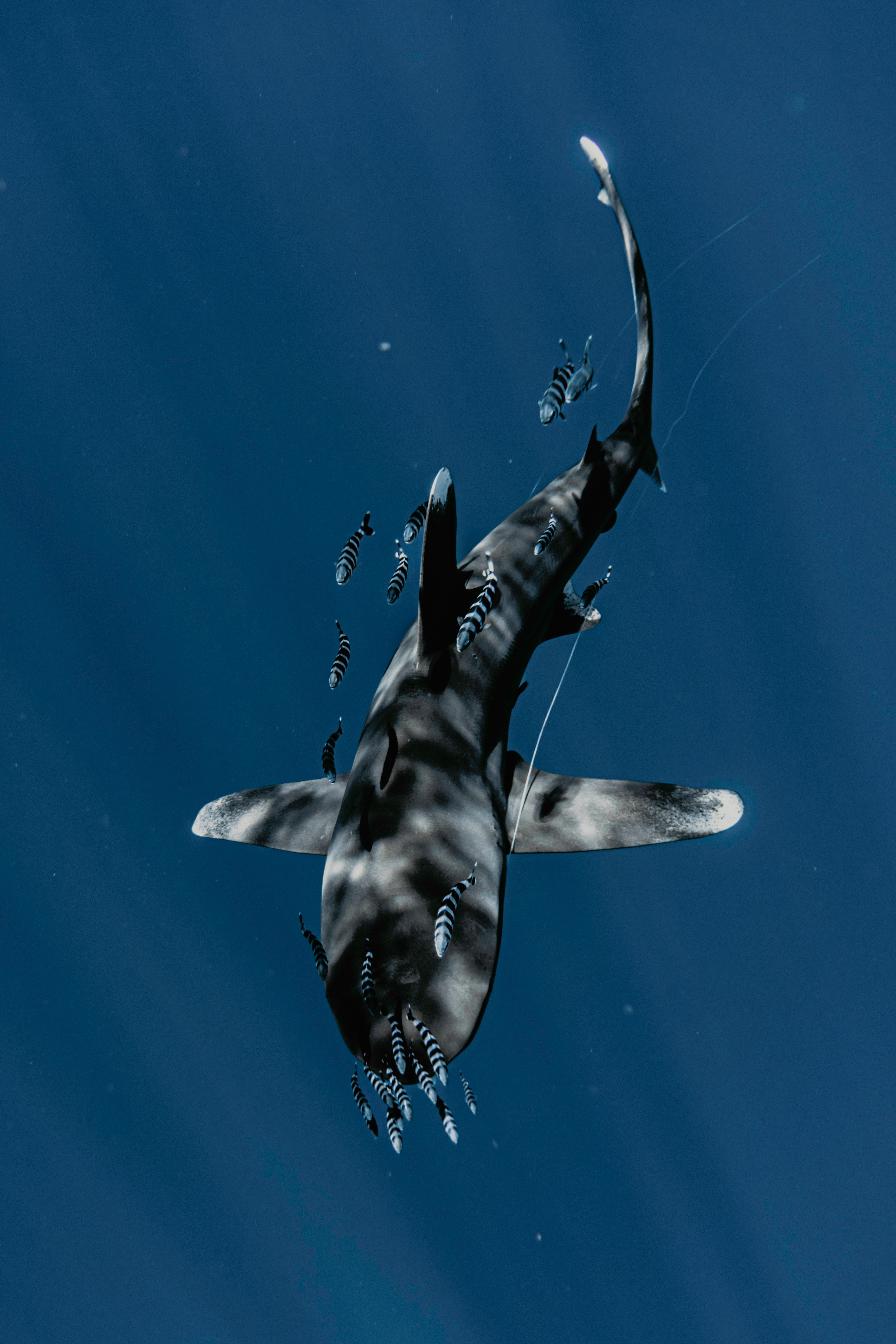 Aquarium with Blue Fish
