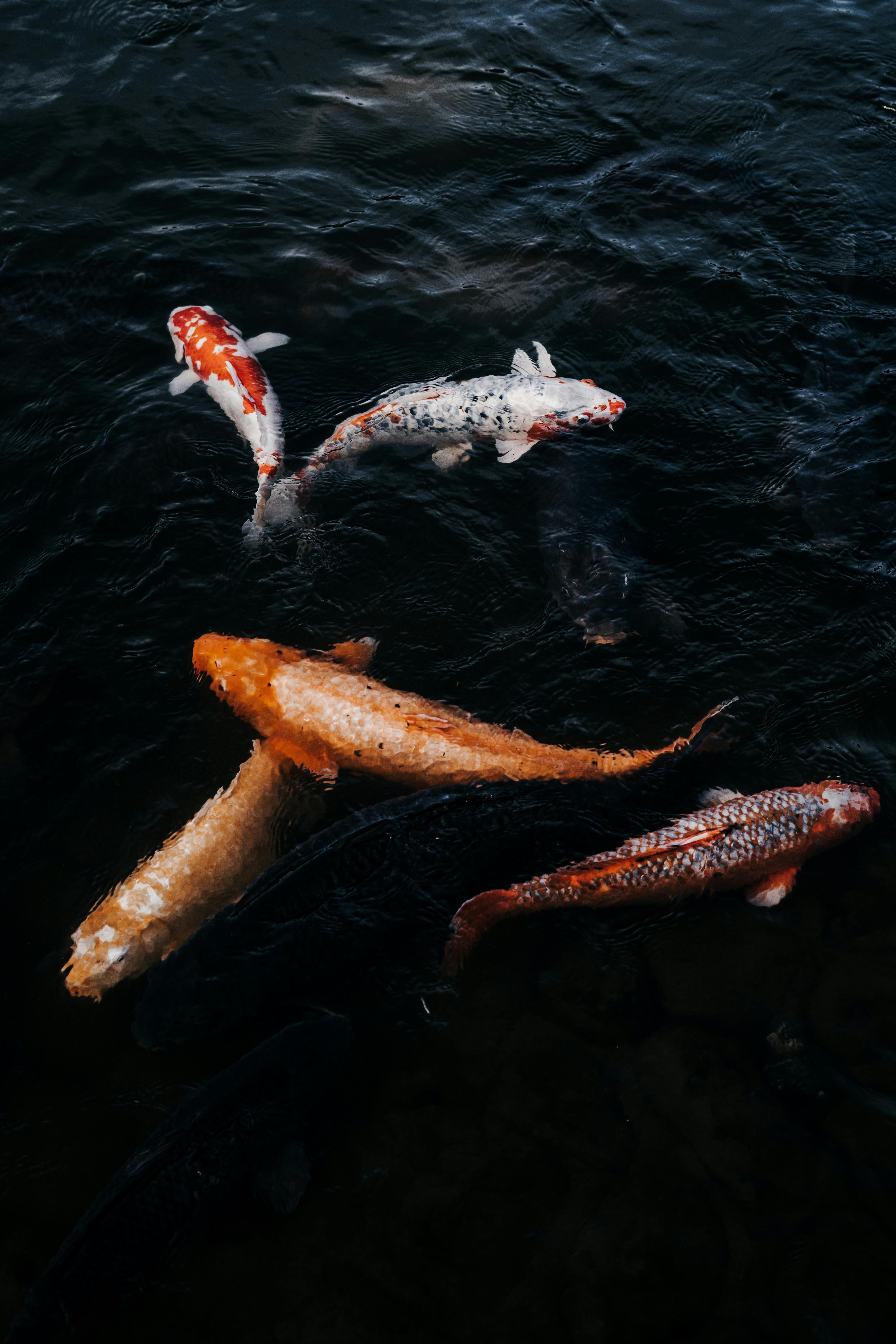 Improved Guide to Discover Austin Aquarium: 7 Practical Tips for 2025