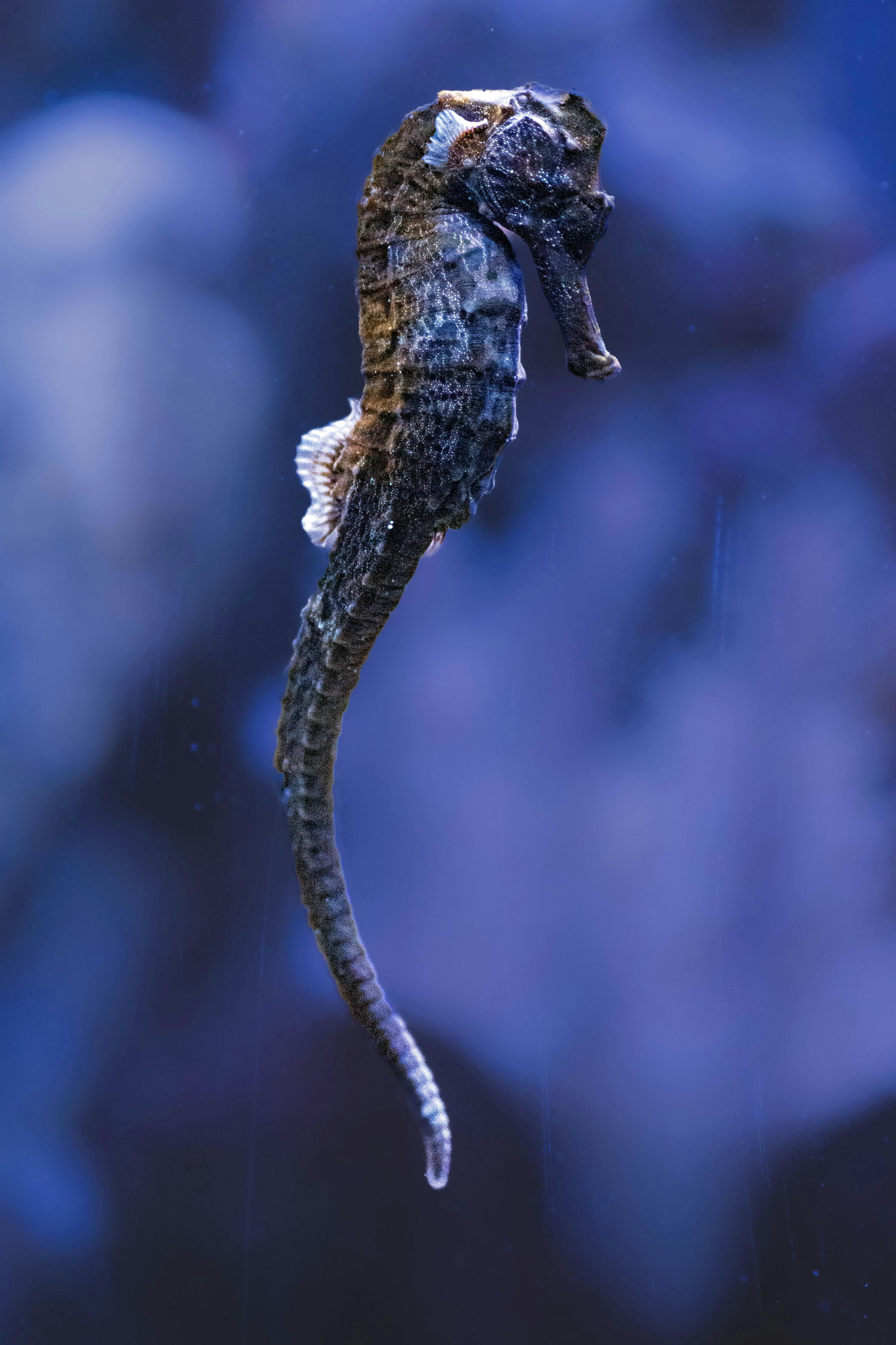 Effective Ways to Explore the Imperial Fish Market in 2025