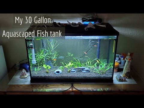 Maintaining a Freshwater Fish Tank