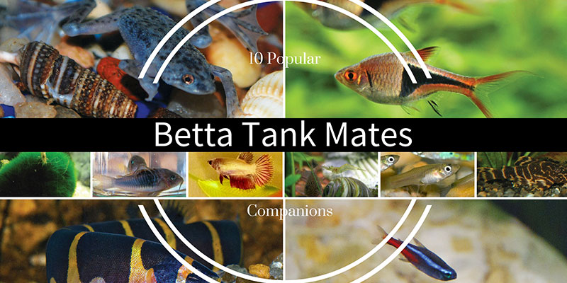 Perfect Companions for Betta Fish