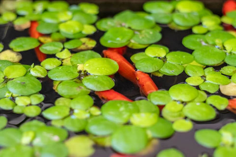 Aquatic Plant Care