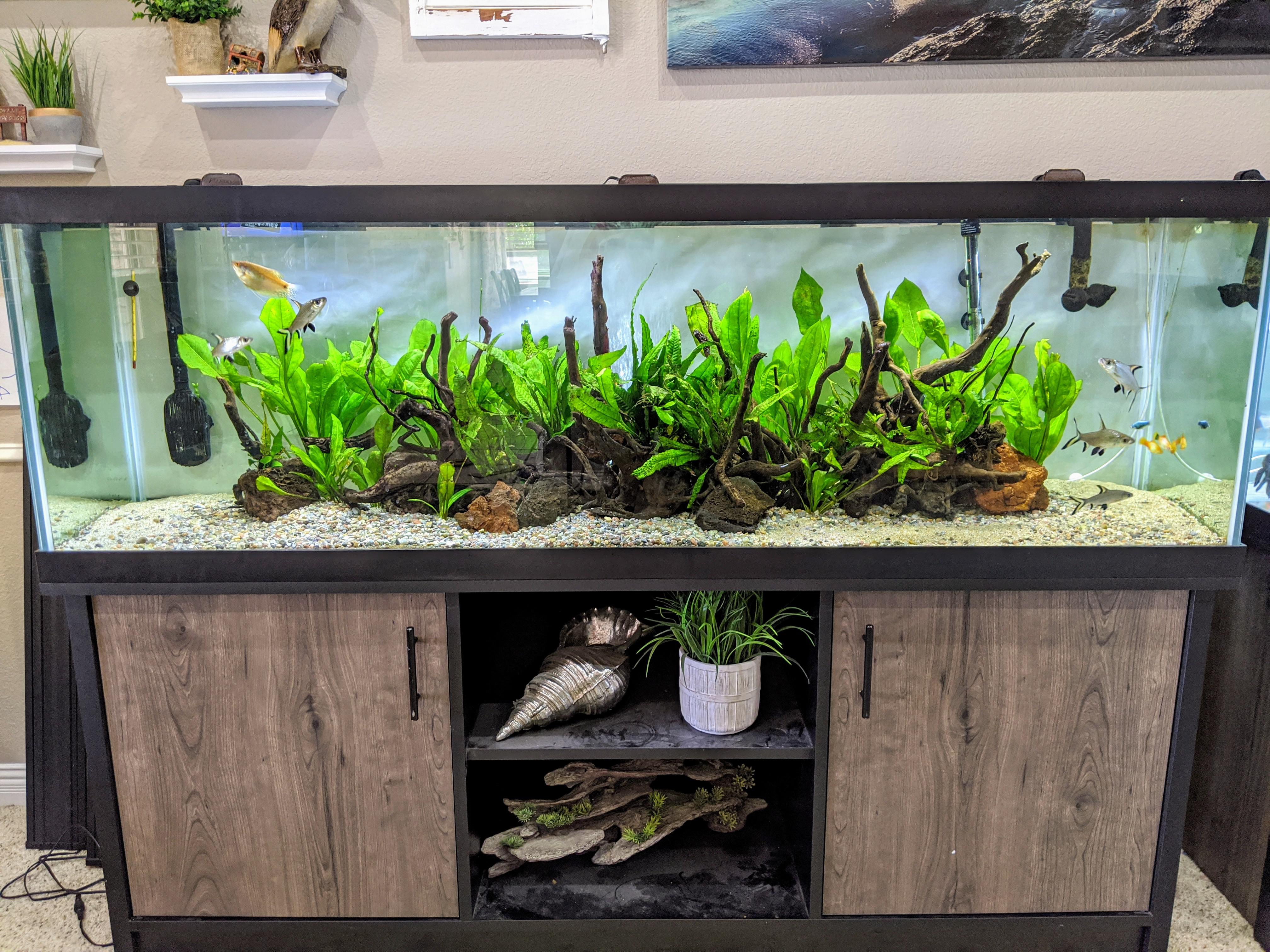 Stunning Setup of 125 Gallon Aquarium