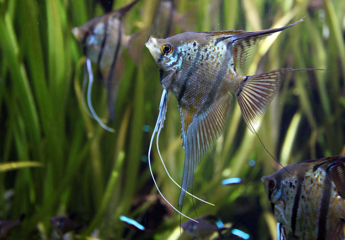 Angelfish aquarium setup