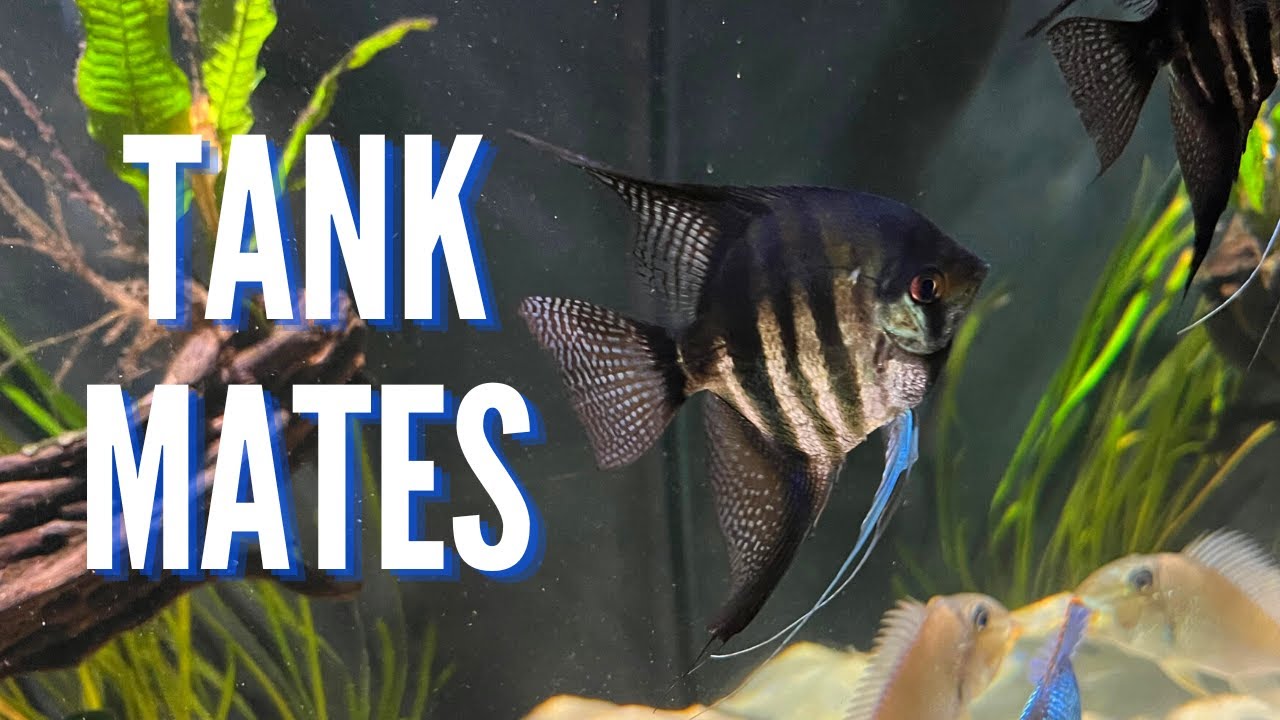 Angelfish tank mates overview