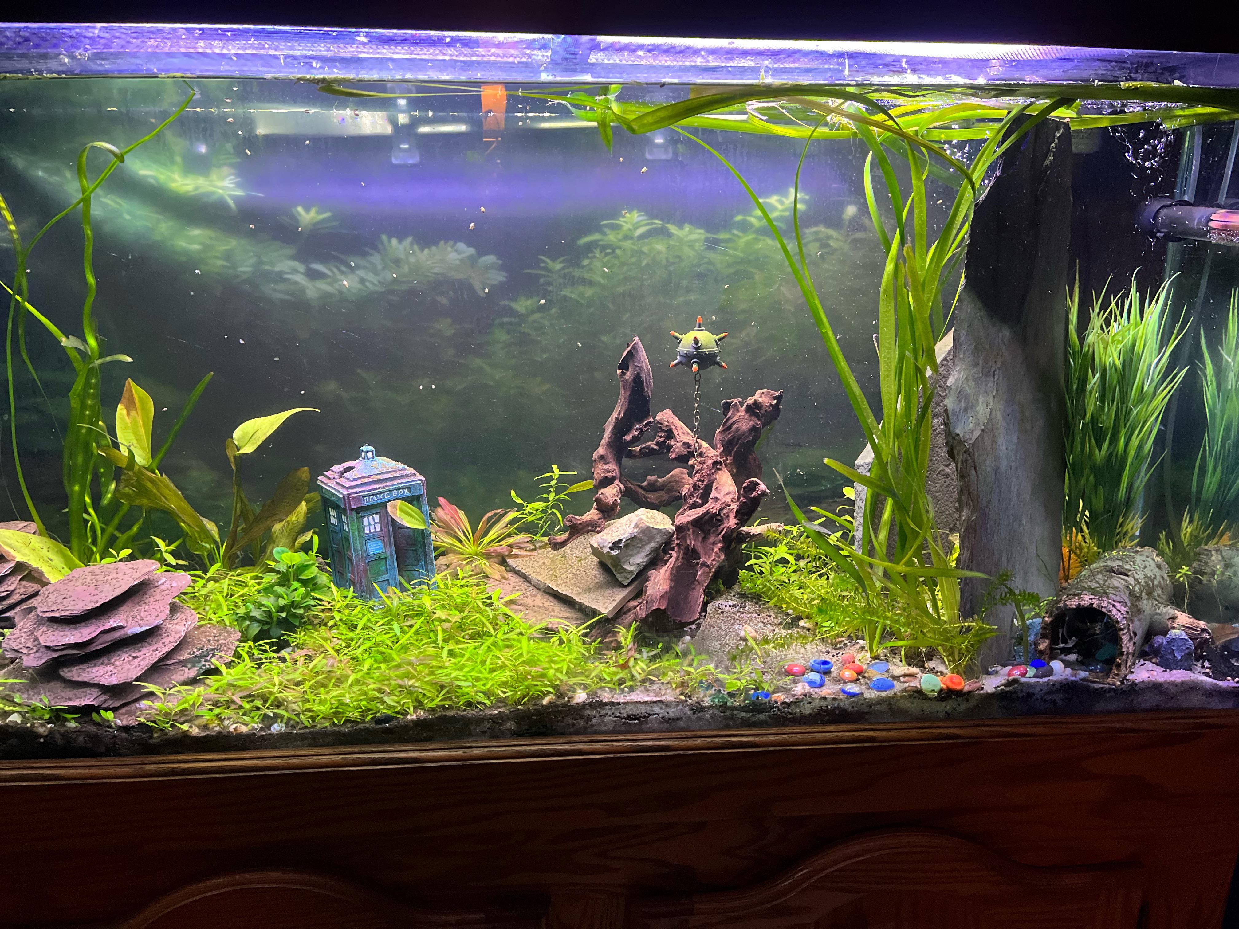 55 Gallon Aquarium Setup