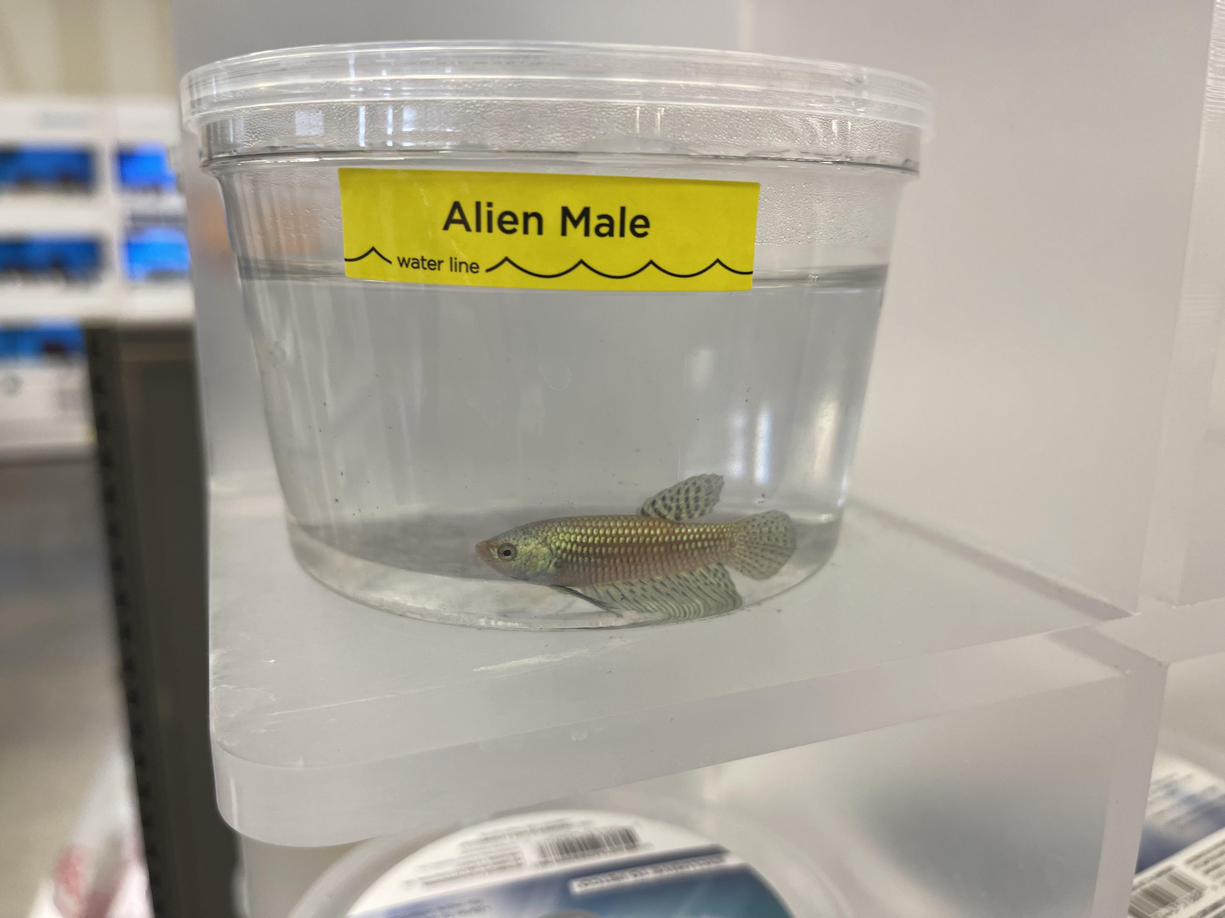 Healthy Betta Fish in Aquarium