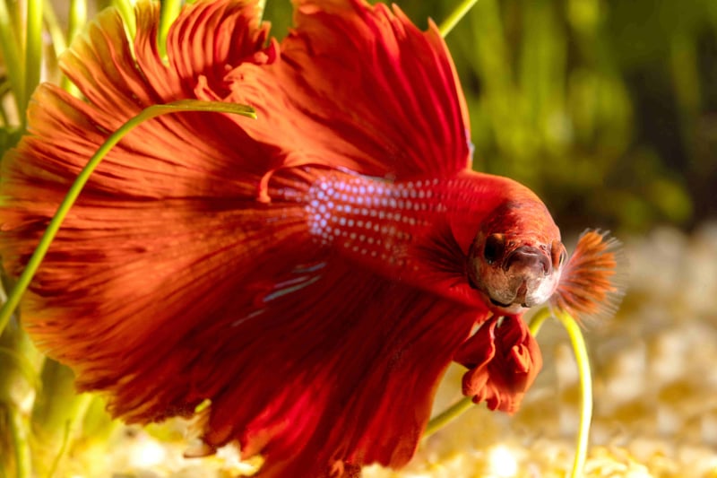 Close-up of a Red Betta Fish