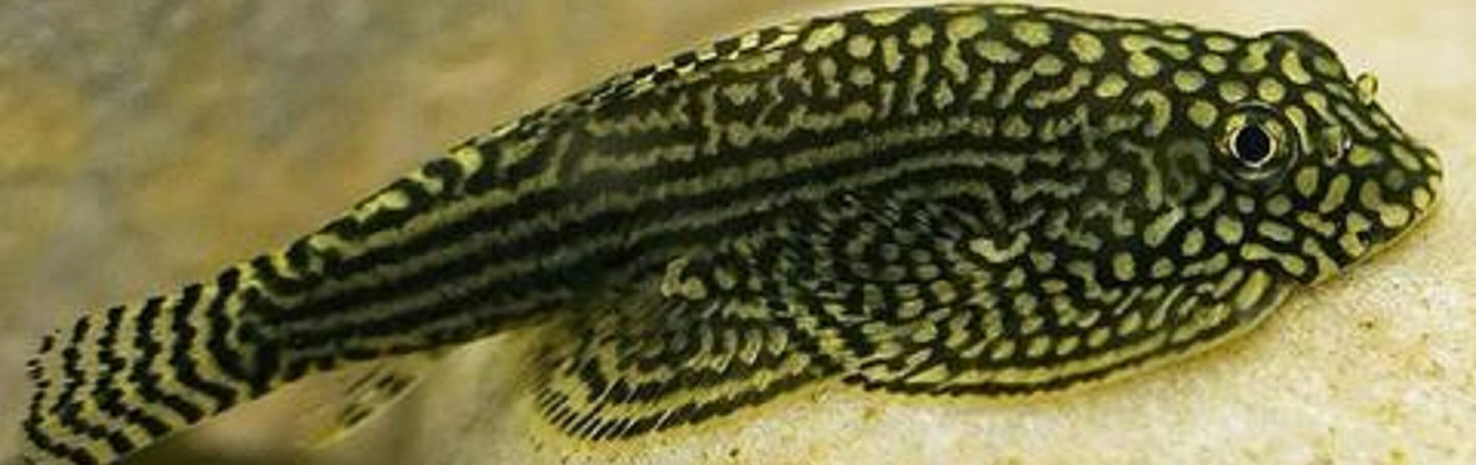 Reticulated Hillstream Loach