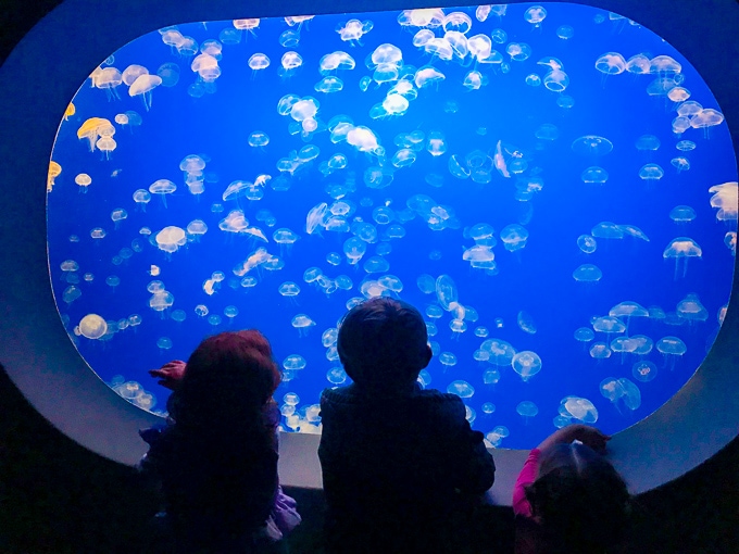 Monterey Bay Aquarium Highlights