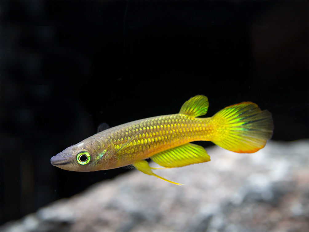 Golden Wonder Killifish