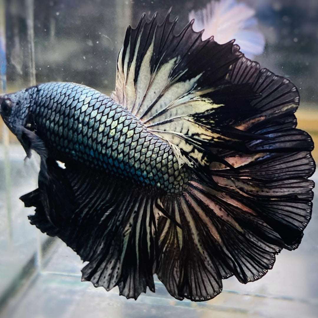 Black Betta Fish Image