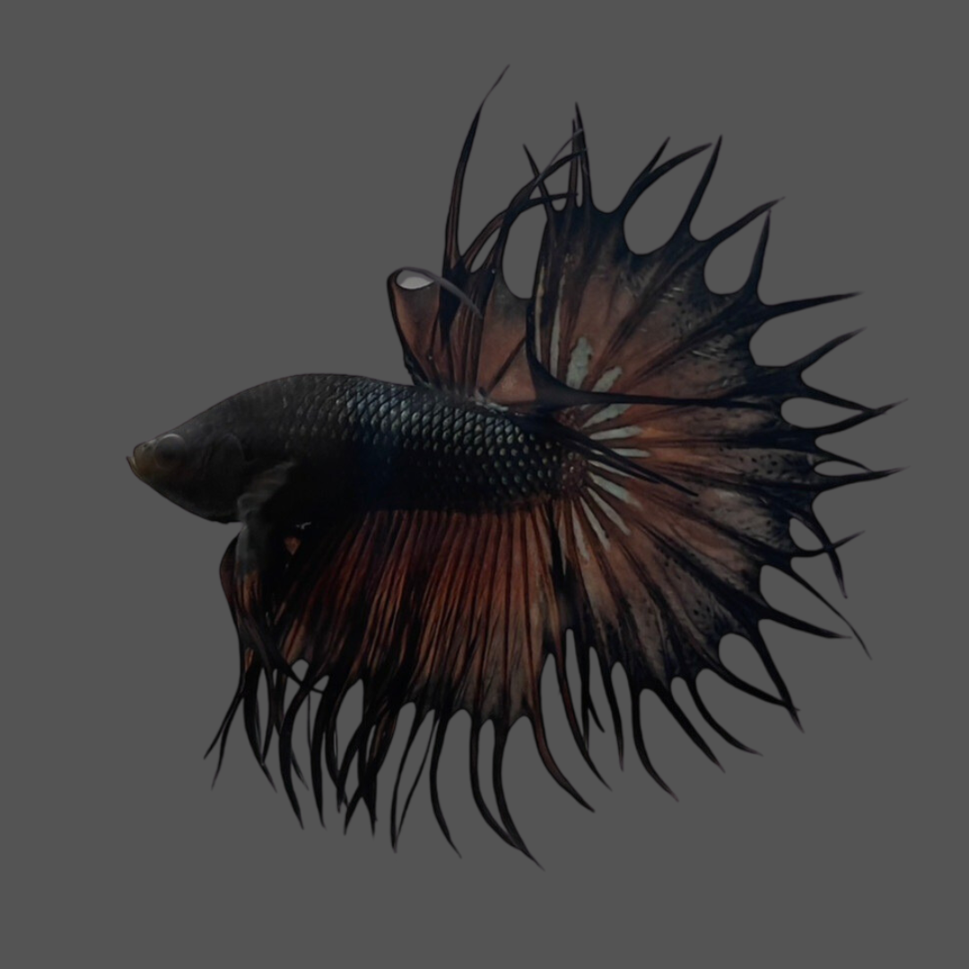 Artistic Representation of a Black Betta Fish