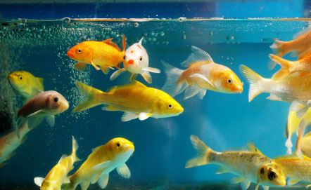 Underwater Fish Ecosystem