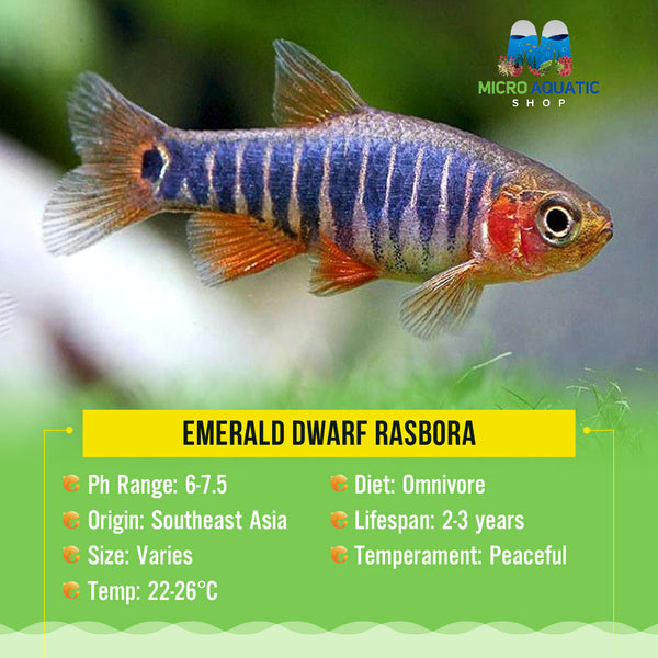 Emerald Dwarf Rasbora