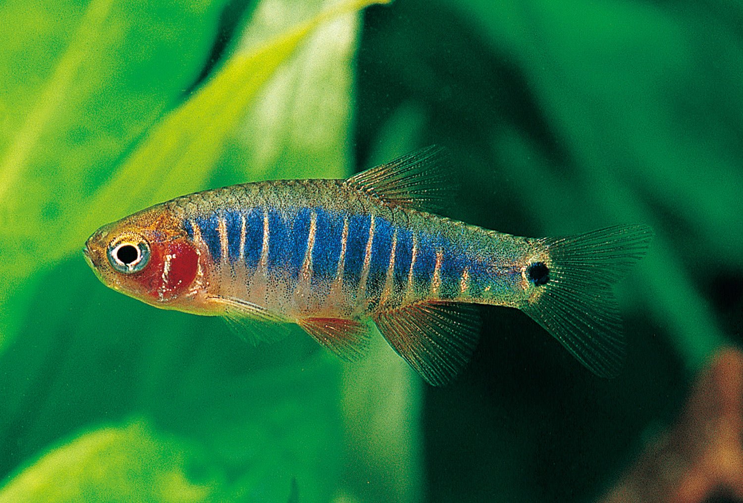 Healthy Emerald Dwarf Rasbora