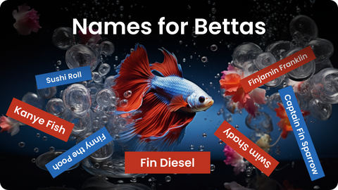 Unique Betta Fish Names