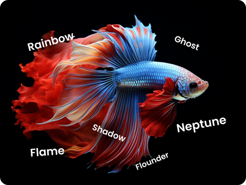 Cool Betta Fish Names