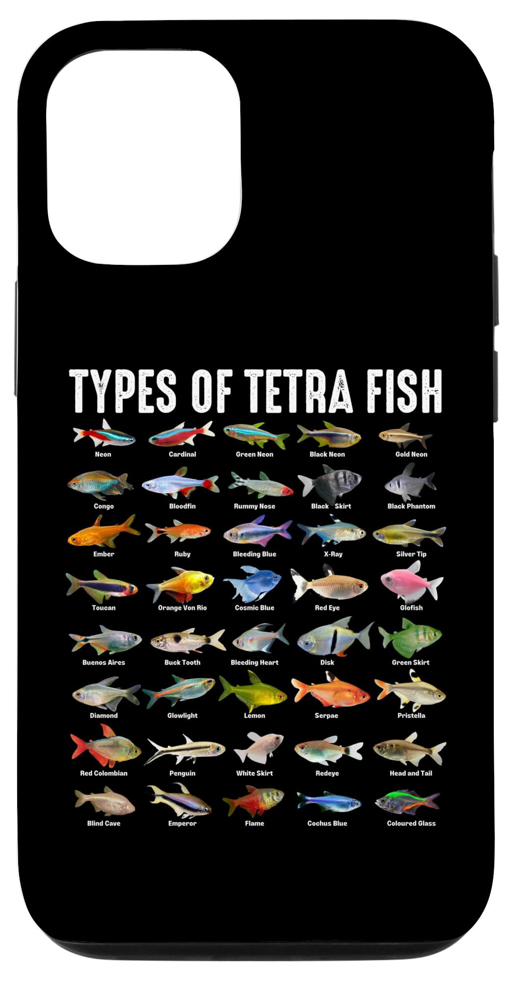 Colorful Tetra Fish