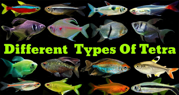 Different Types of Tetra Fish