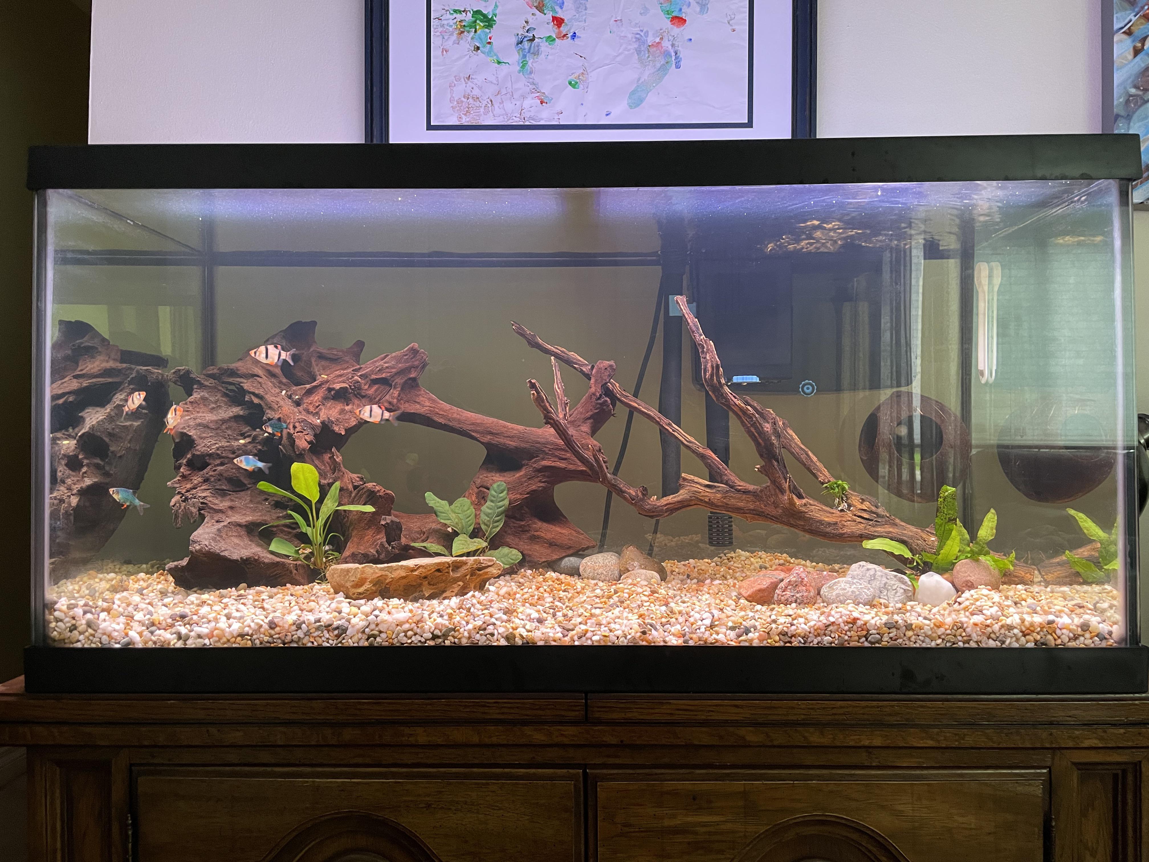 50 Gallon Aquarium Setup