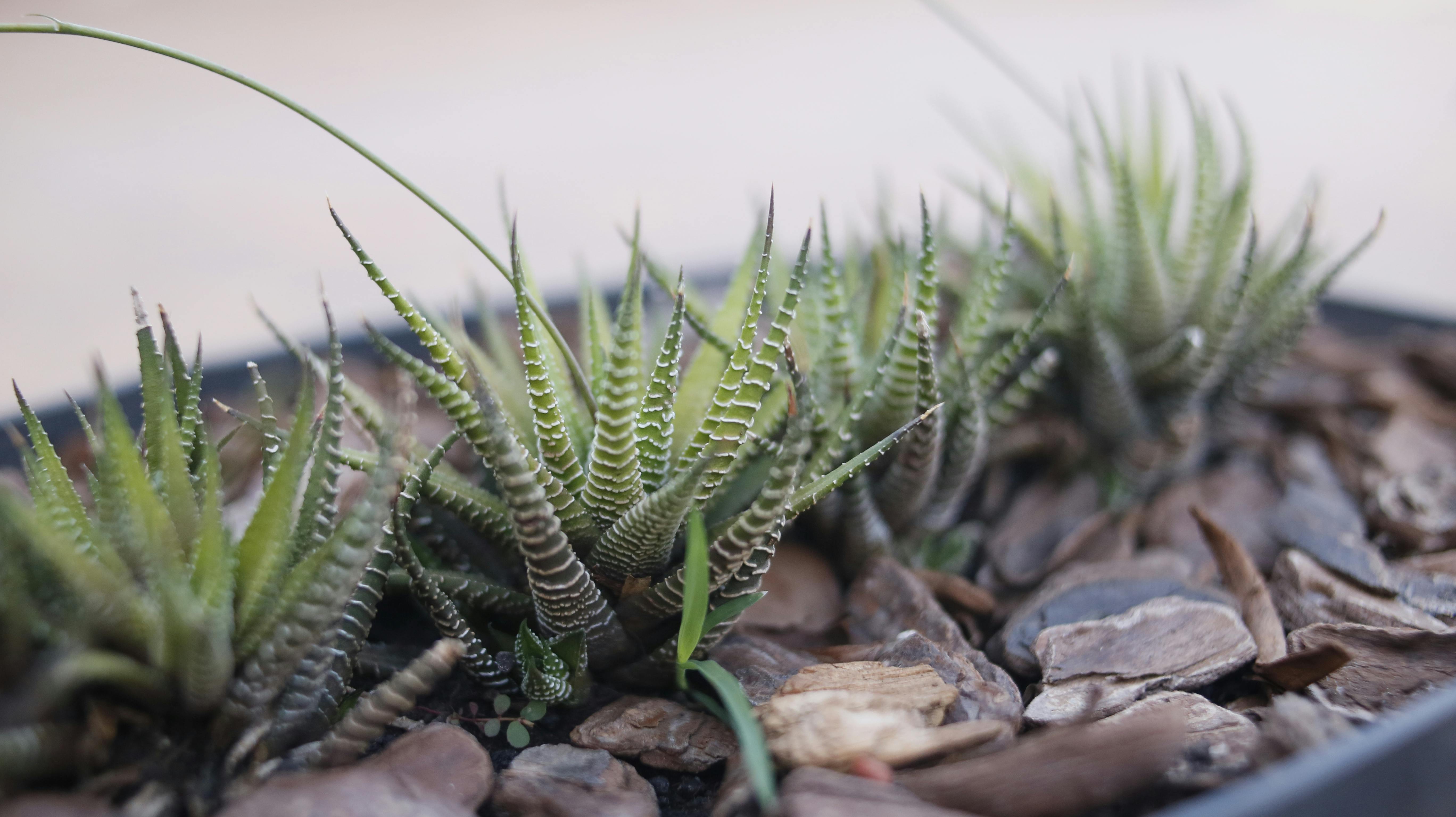 Exotic Angel Plant Care