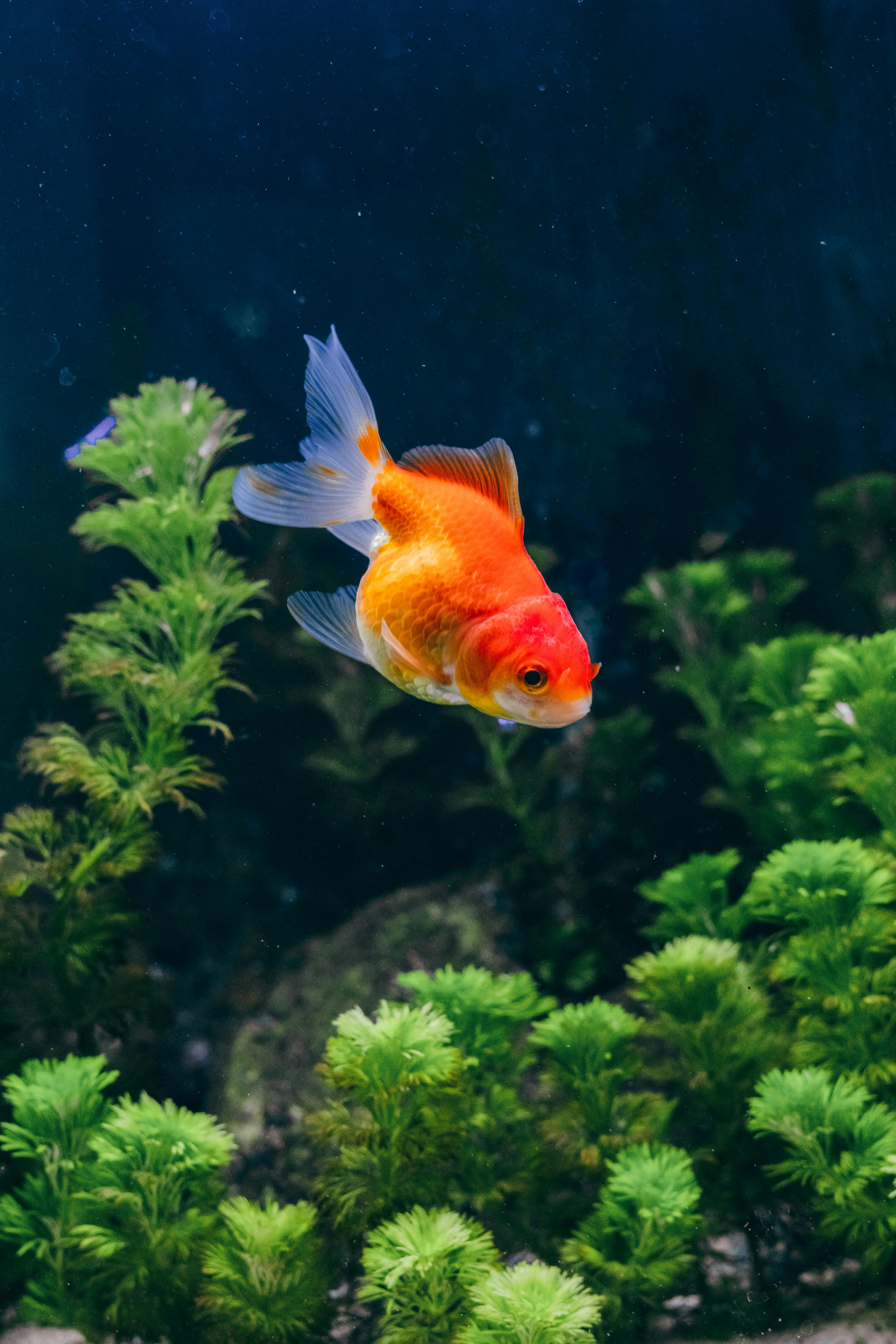 Goldfish Tank Mates