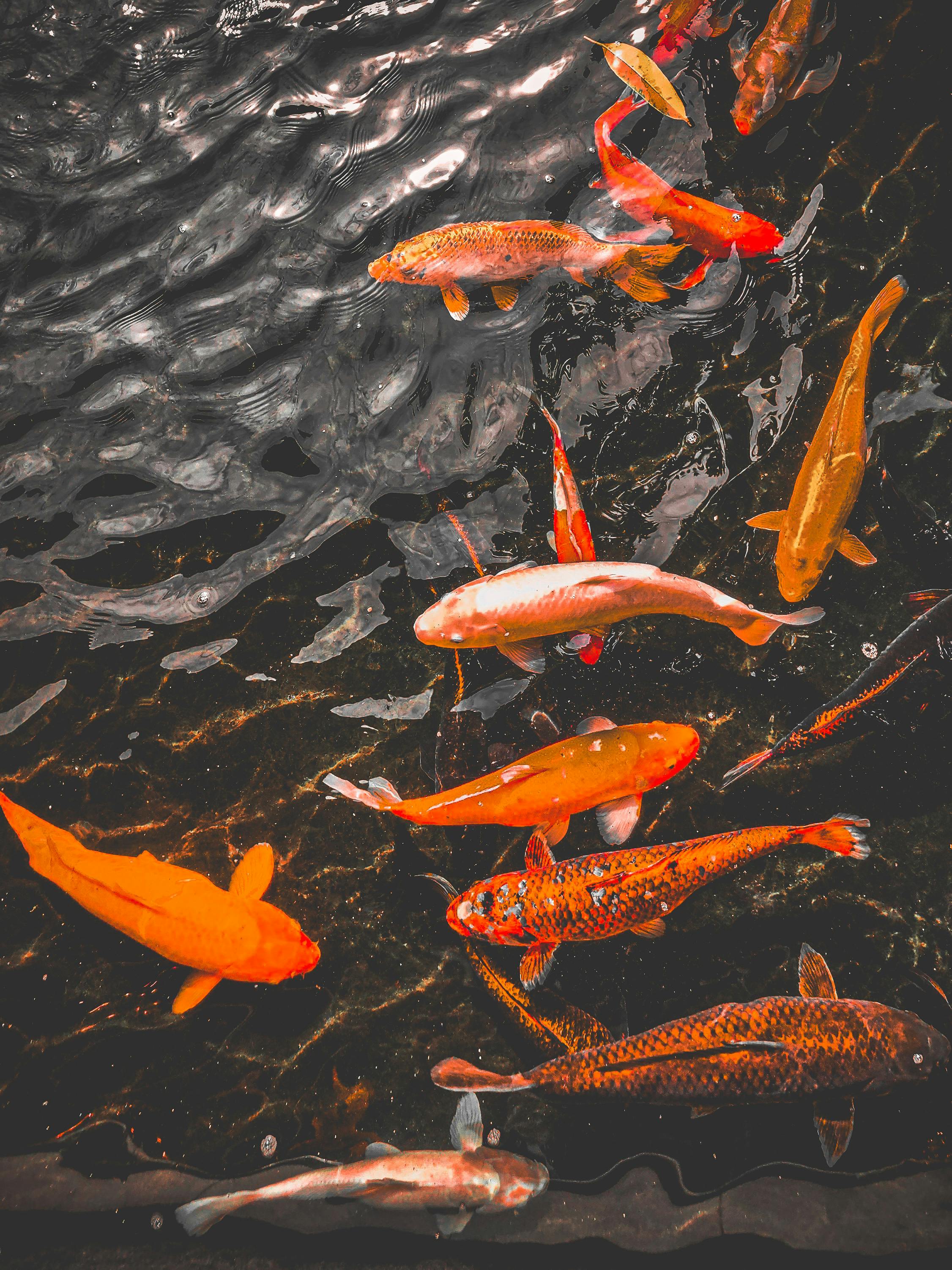 Koi Fish Pond