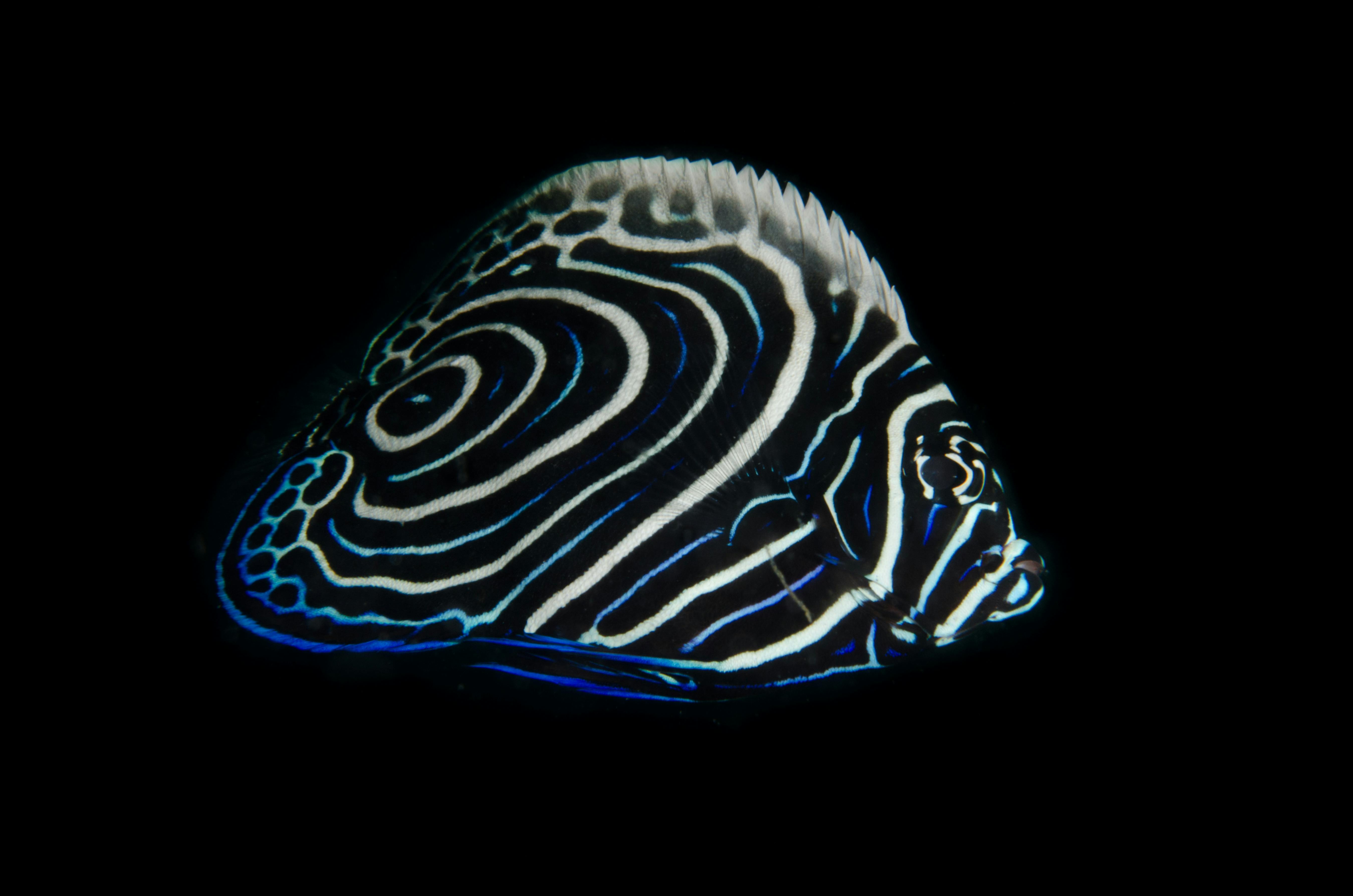 Blue Reef Fish in Aquarium