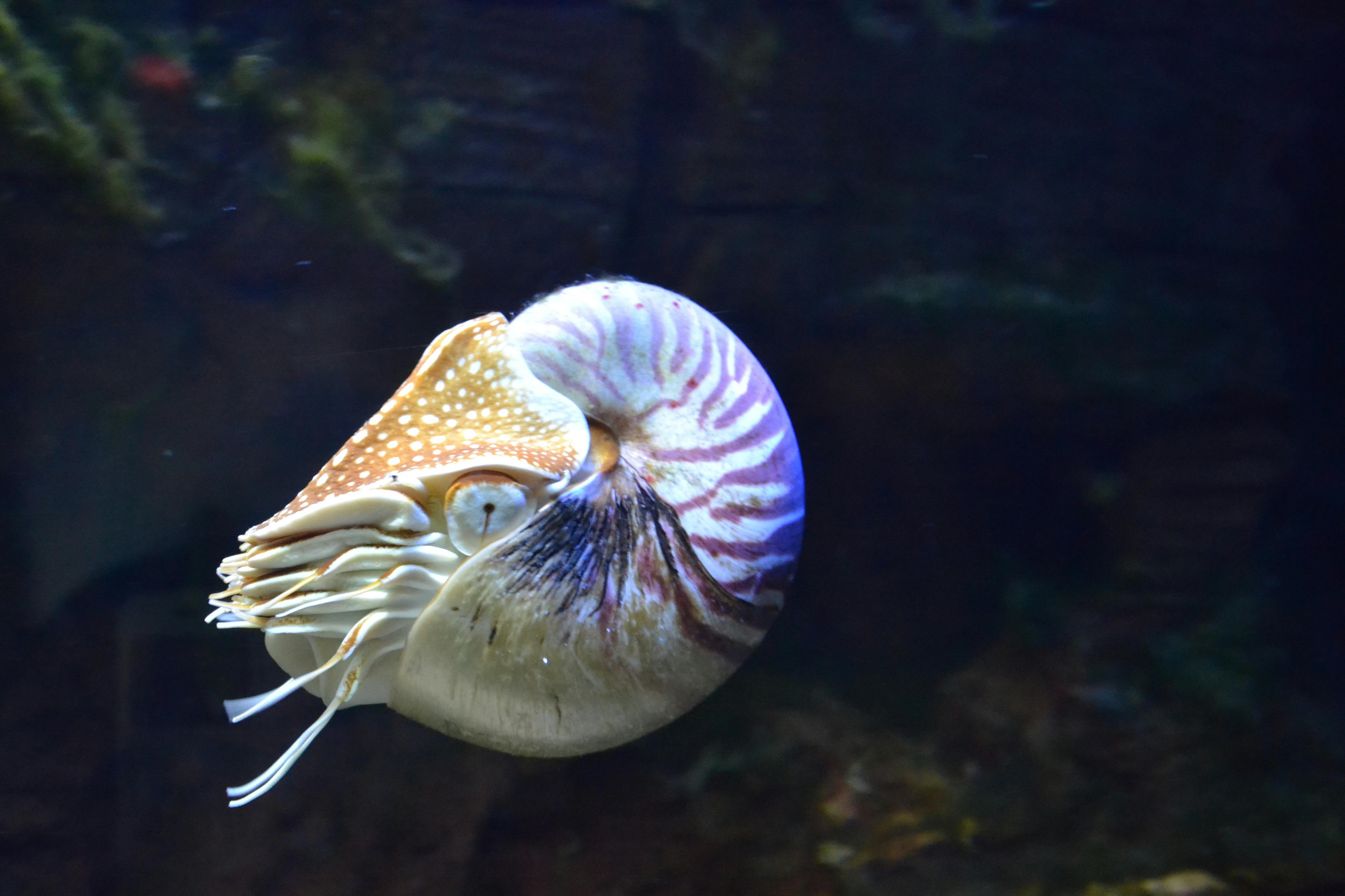 Tennessee Aquarium Reviews