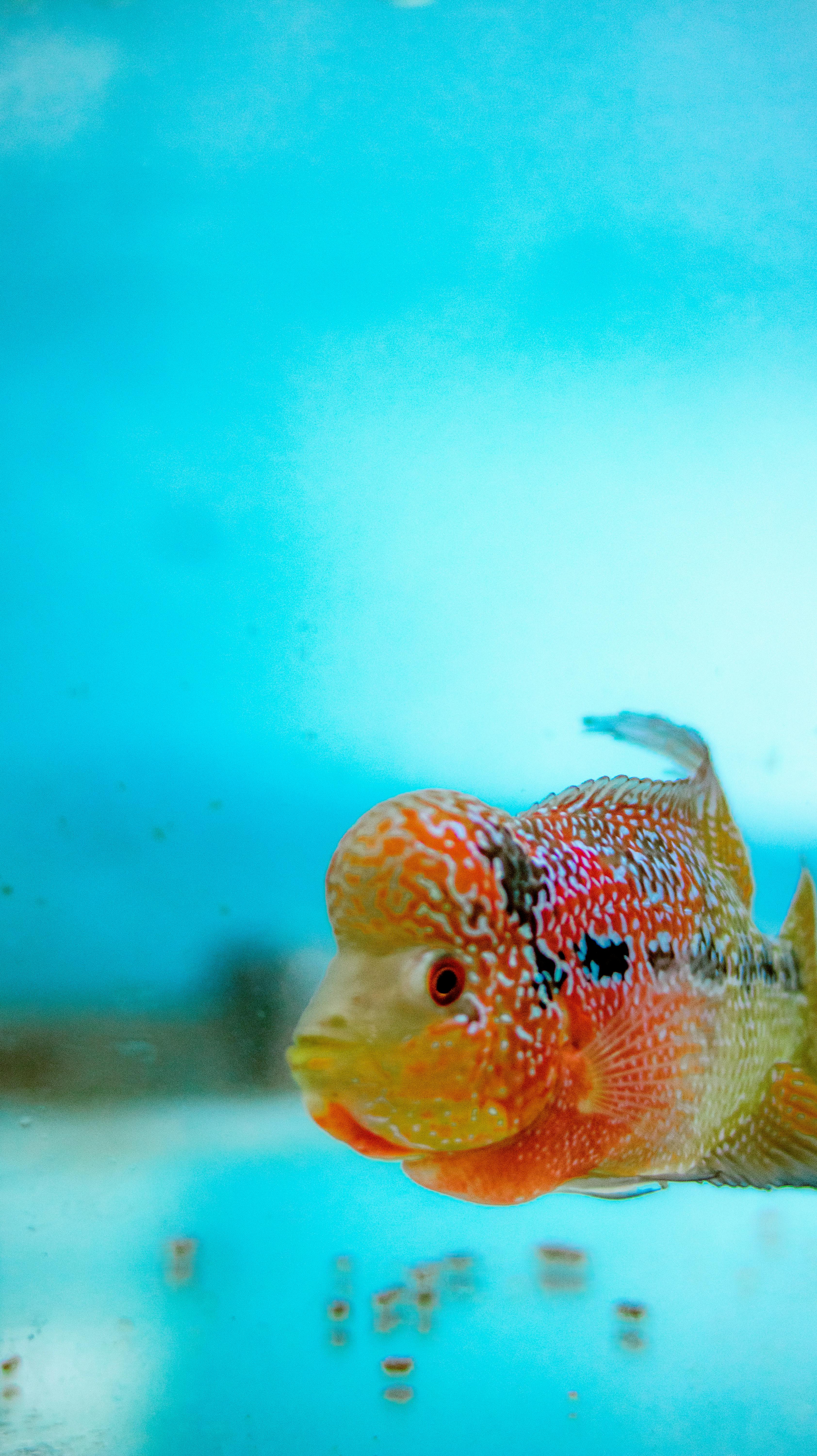 Flowerhorn Fish