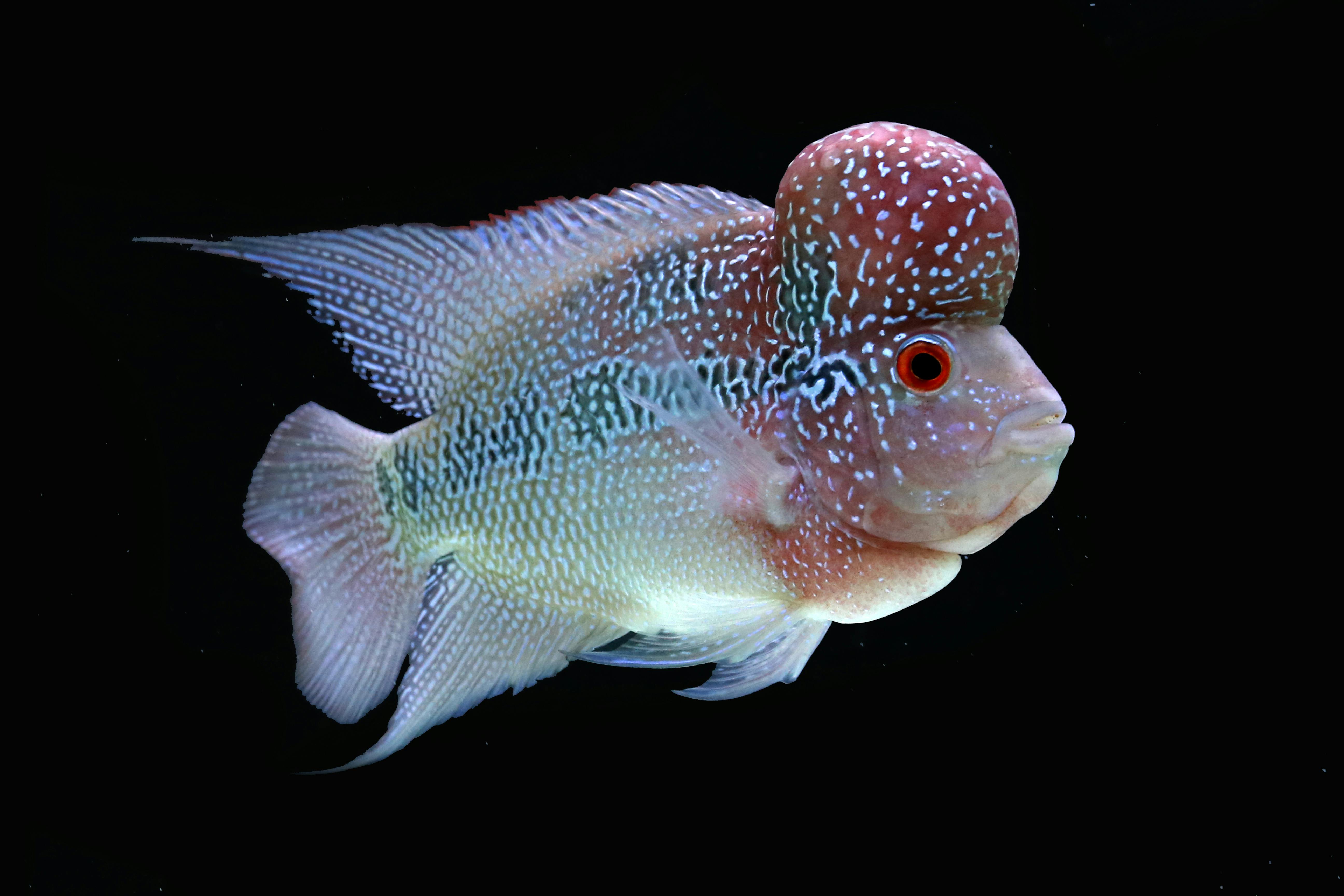 Beautiful Flowerhorn